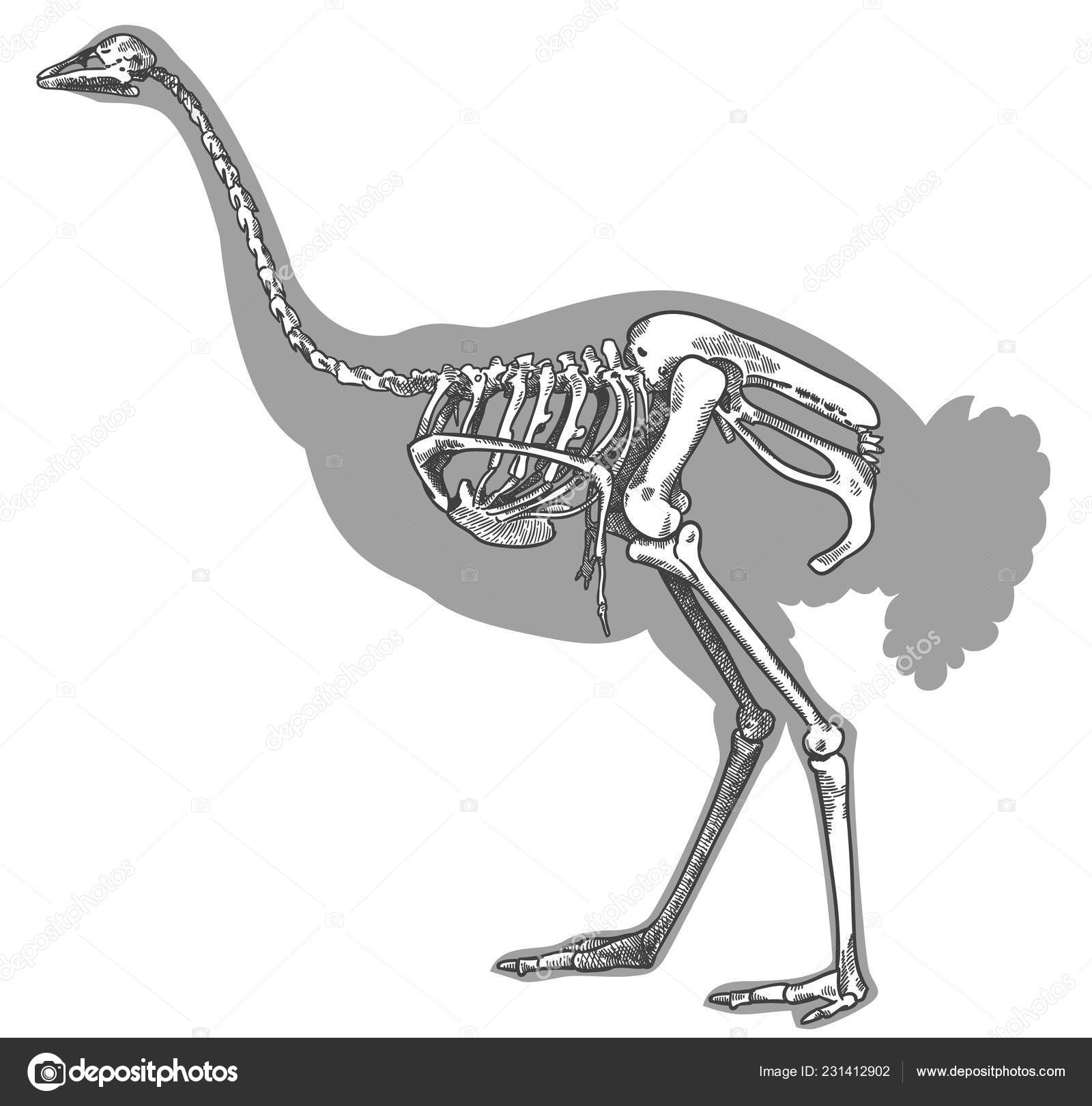 Tiranossauro rex esqueleto desenhado à mão ilustração vetorial em fundo  branco