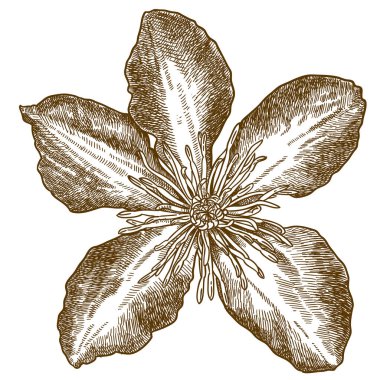 Akasma Bayan Betty Balfour çizim çizimi oyma vektör antik beyaz arka plan üzerinde izole