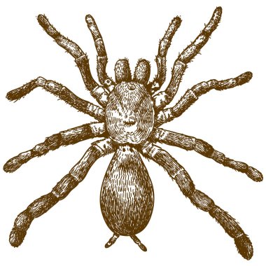 Vektör antik Kral gösteren resim oyma beyaz arka plan üzerinde izole maymun örümcek (Pelinobius muticus)
