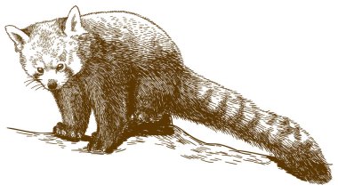 Vektör antik çizim illüstrasyon izole beyaz zemin üzerine kırmızı Panda (Ailurus fulgens) oyma