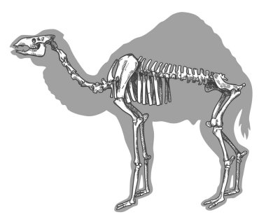 Beyaz arka plan üzerinde izole deve (paracamelus alexejevi) iskelet resmi çizim vektör antika gravür