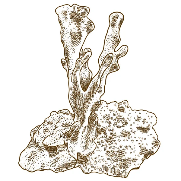 Векторная Антикварная Гравировка Рисунок Синего Коралла Heliopora Coerulea Белом Фоне — стоковый вектор