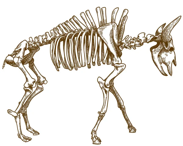 Vettore Antico Incisione Disegno Illustrazione Scheletro Bisonte Isolato Sfondo Bianco — Vettoriale Stock