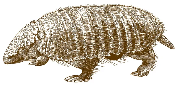 Dibujo Grabado Antiguo Vectorial Ilustración Armadillo Pichi Enano Aislado Sobre — Archivo Imágenes Vectoriales