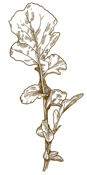 Vetor Gravura Antiga Desenho Ilustração Salada Foguete Arugula Isolado Sobre — Vetor de Stock