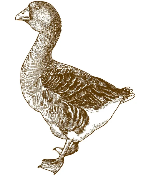 Vector Antieke Gravure Illustratie Van Grote Binnenlandse Gans Geïsoleerd Witte — Stockvector