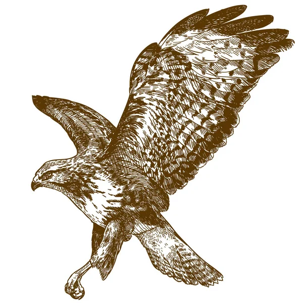 Vektor Antiken Stich Zeichnung Illustration Von Bussard Vogel Isoliert Auf — Stockvektor