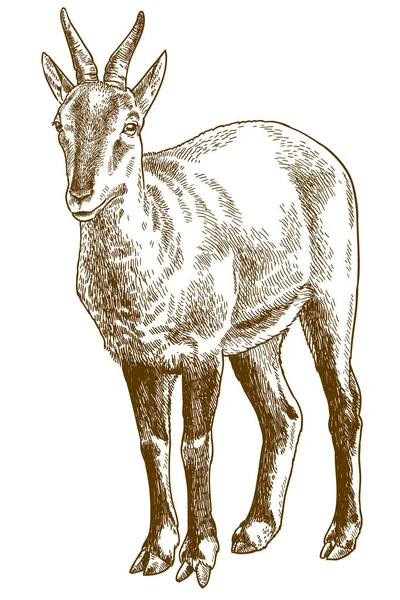 Antieke Gravure Vector Tekening Illustratie Van Chinese Goral Geit Geïsoleerd — Stockvector