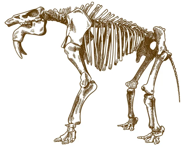 Vetor Gravura Antiga Desenho Ilustração Deinotherium Levius Esqueleto Isolado Sobre — Vetor de Stock