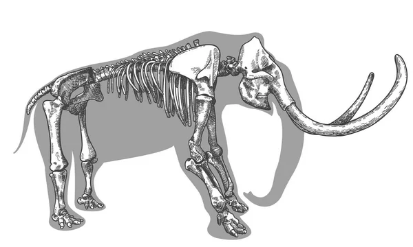 Vetor Gravura Antiga Desenho Ilustração Esqueleto Mamute Isolado Sobre Fundo — Vetor de Stock