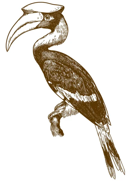 Vector Antik Gravyr Ritning Illustration Fantastiska Hornbill Isolerad Vit Bakgrund — Stock vektor