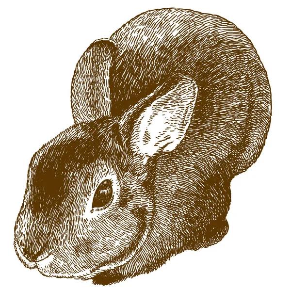 Antieke Gravure Vector Tekening Illustratie Van Fluffy Bunny Geïsoleerd Witte — Stockvector
