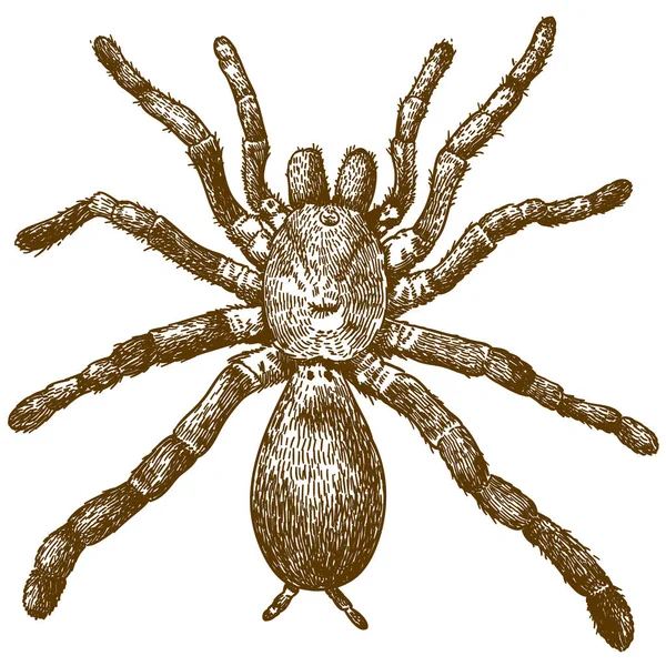 Vektor Antike Kupferstichillustration Der Königspavianspinne Pelinobius Muticus Isoliert Auf Weißem — Stockvektor