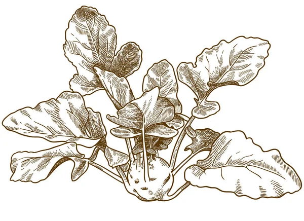 Vetor Gravura Antiga Desenho Ilustração Couve Kohlrabi Isolado Fundo Branco — Vetor de Stock