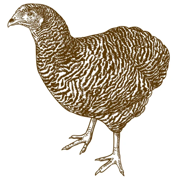 Wektor Antique Grawerowanie Ilustracja Plymouth Rock Kurczaka Białym Tle — Wektor stockowy