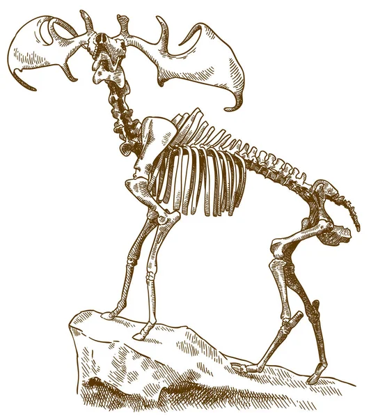 Διάνυσμα Αντίκες Χαρακτική Απεικόνιση Του Σκελετού Ελάφια Megaloceros Απομονώνονται Λευκό — Διανυσματικό Αρχείο