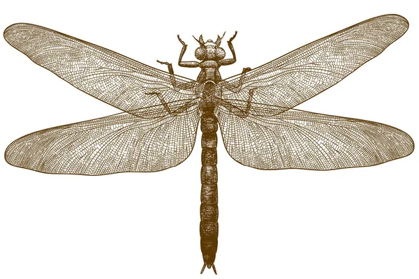 Antieke Gravure Vector Tekening Illustratie Van Dragonfly Meganeura Geïsoleerd Witte — Stockvector