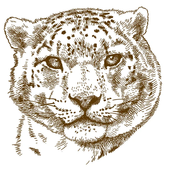 Vector Grabado Antiguo Dibujo Ilustración Leopardo Nieve Panthera Uncia Aislado — Vector de stock
