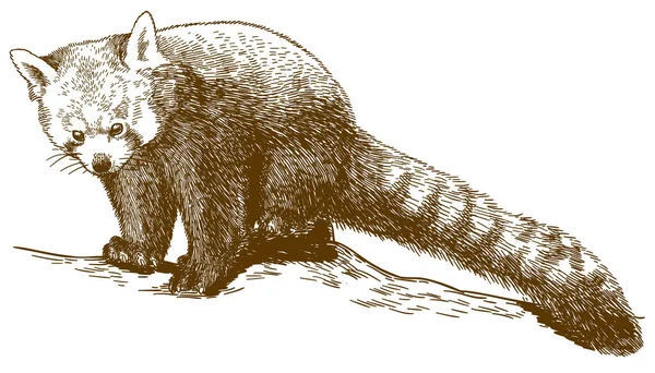 Vettore Antico Incisione Disegno Illustrazione Panda Rosso Ailurus Fulgens Isolato — Vettoriale Stock