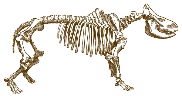 Векторная Гравировка Изображения Скелета Носорога Белом Фоне — стоковый вектор