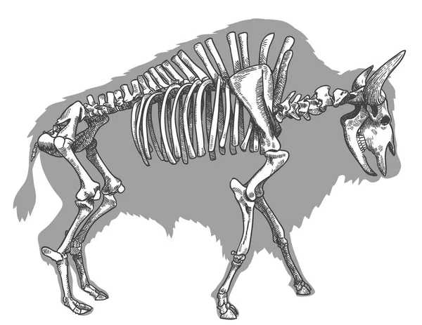 Vector Antik Gravyr Ritning Illustration Bison Skelett Isolerad Vit Bakgrund — Stock vektor