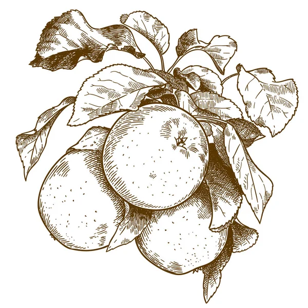 Vector Grabado Antiguo Dibujo Ilustración Tres Manzanas Rama Aislada Sobre — Archivo Imágenes Vectoriales