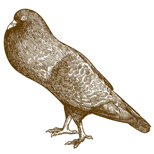 Illustration Vectorielle Dessin Gravure Antique Oiseau Pigeon Colombe Isolé Sur — Image vectorielle