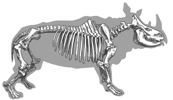 Vektor Antiken Stich Zeichnung Illustration Von Nashorn Skelett Isoliert Auf — Stockvektor