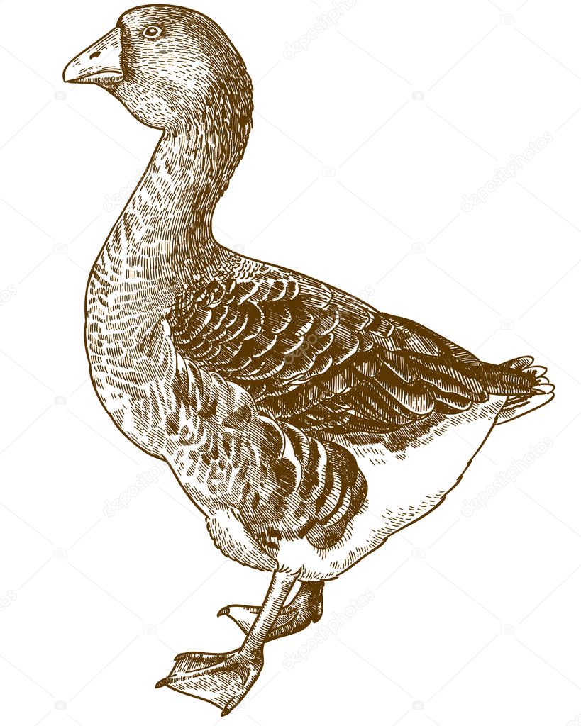 Vector antique engraving illustration of big domestic goose isolated on white background