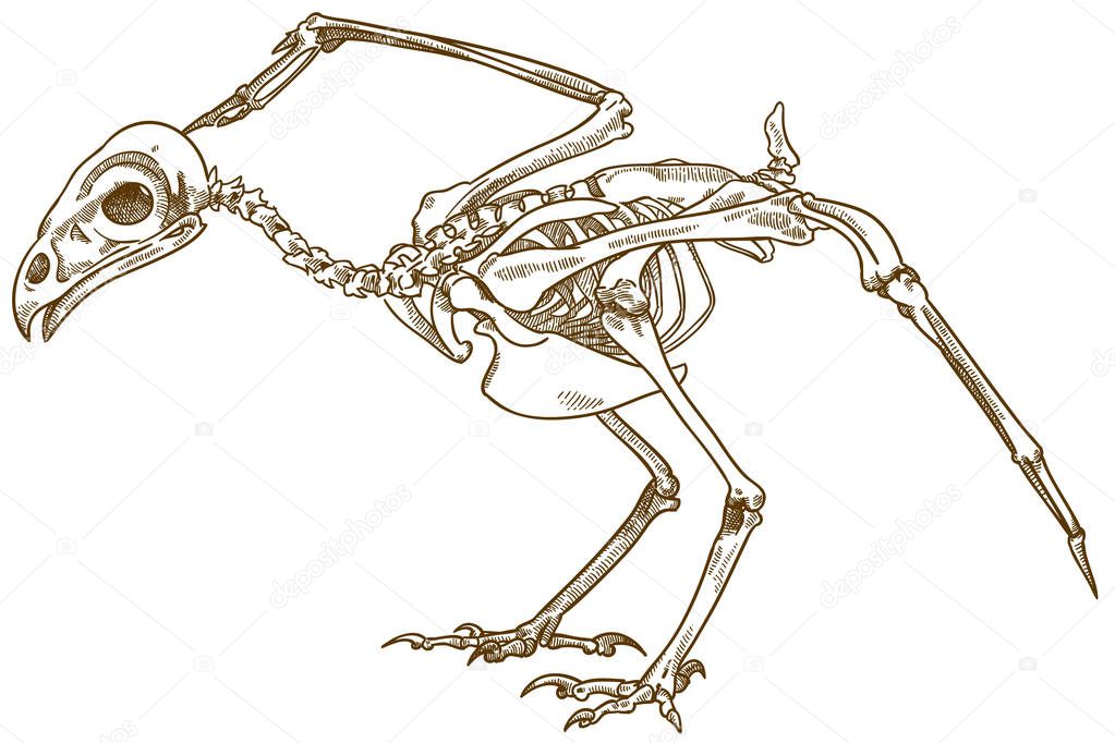 Vector antique engraving drawing illustration of buzzard bird skeleton isolated on white background