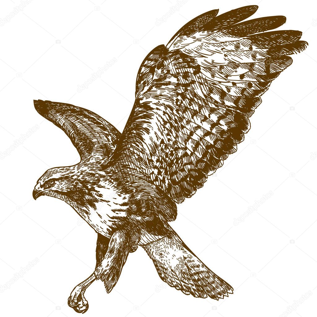 Vector antique engraving drawing illustration of buzzard bird isolated on white background