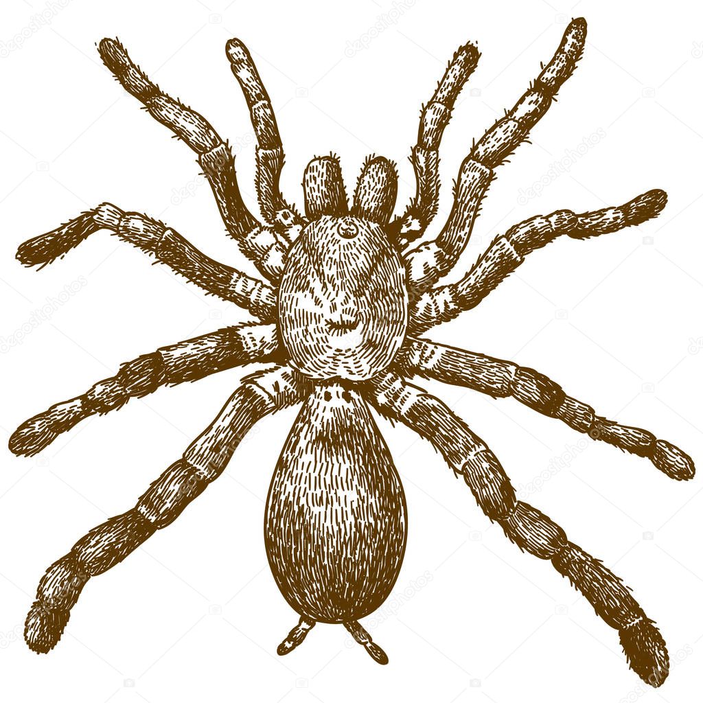 Vector antique engraving illustration of king baboon spider (Pelinobius muticus) isolated on white background