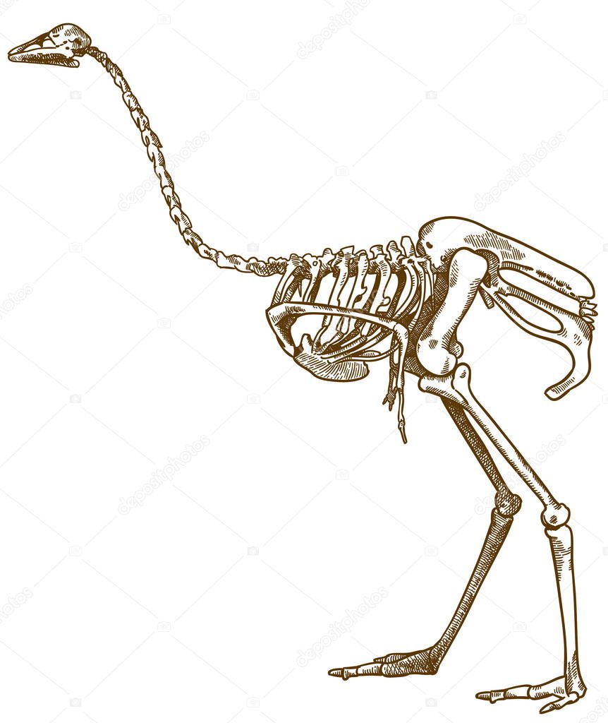 Vector antique engraving drawing illustration of ostrich skeleton isolated on white background