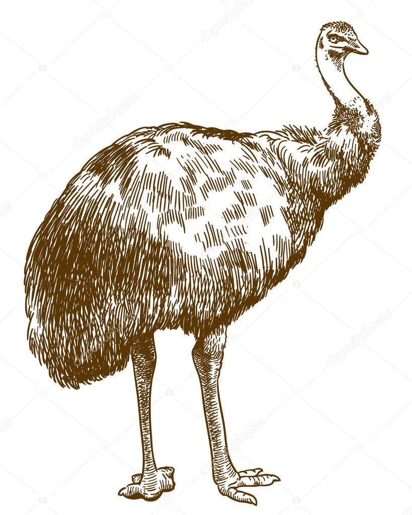 Vector antique engraving drawing illustration of Emu ostrich (Dromaius novaehollandiae) isolated on white background