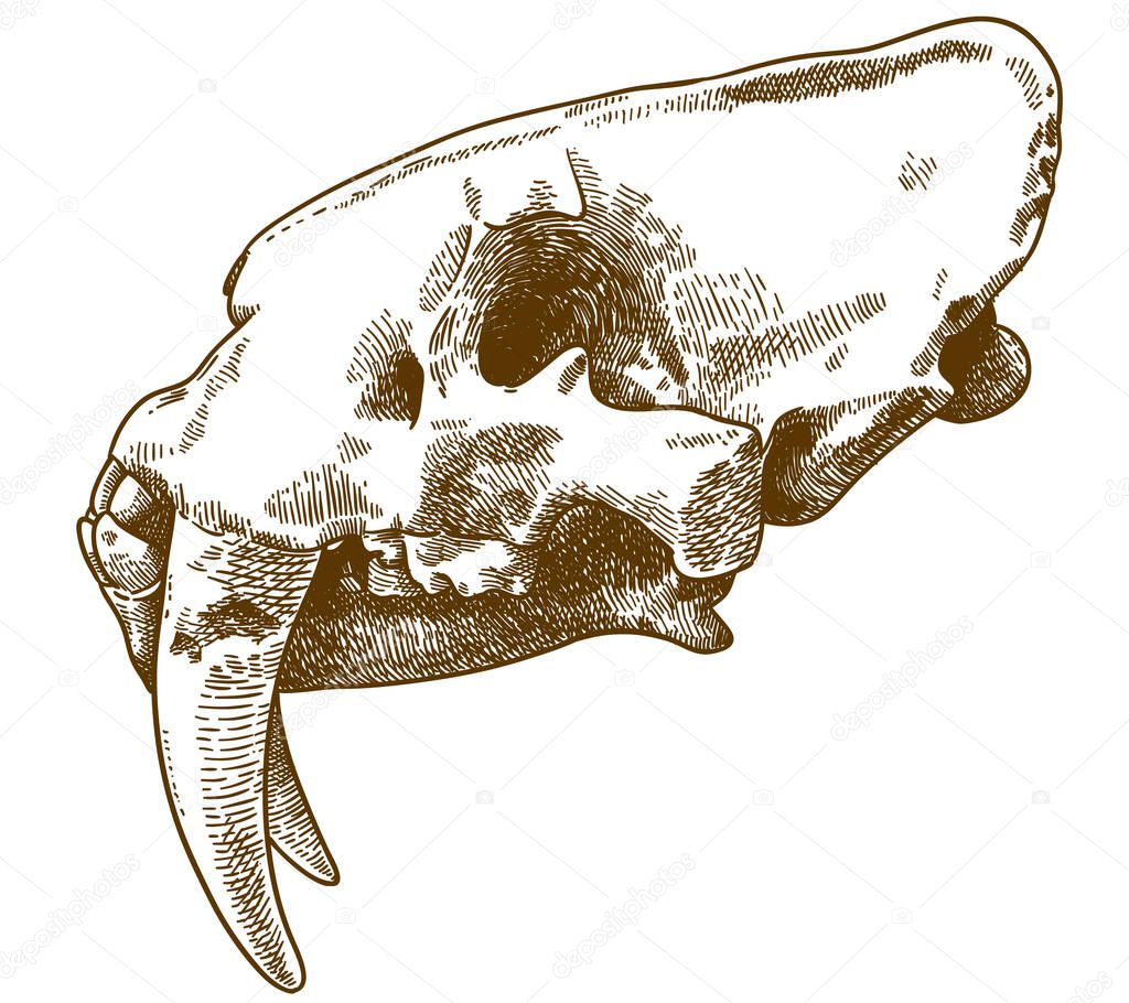 Vector antique engraving drawing illustration of smilodon skull isolated on white background