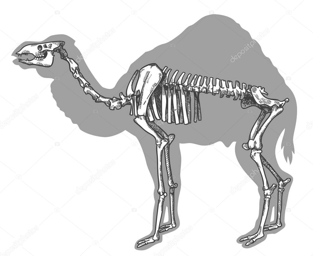 Vector antique engraving drawing illustration of camel (paracamelus alexejevi) skeleton isolated on white background