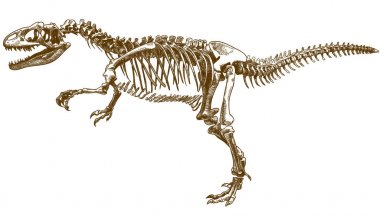 tyrannosaurus iskeletin gravür illüstrasyon