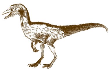 compsognathus longipes gravür illüstrasyon