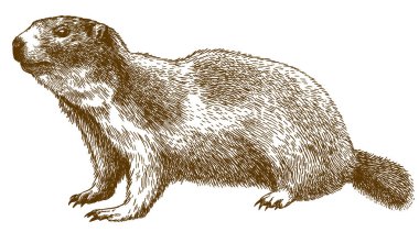 alp marmot gravür illüstrasyon