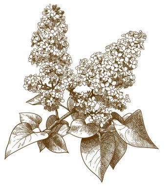 leylak syringa gravür illüstrasyon