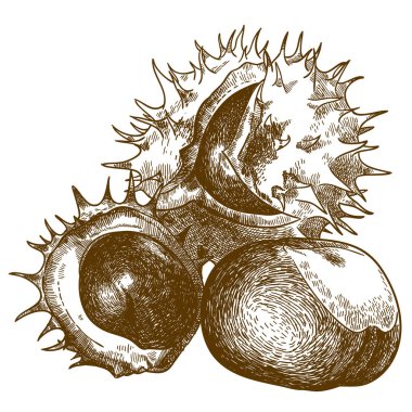 üç kestane gravür çizim illüstrasyon