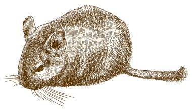 degu gravür illüstrasyon
