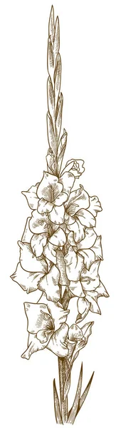 Gravur Illustration der Gladiolenblume — Stockvektor