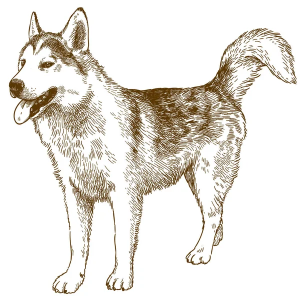 Grabado dibujo ilustración de perro husky — Vector de stock