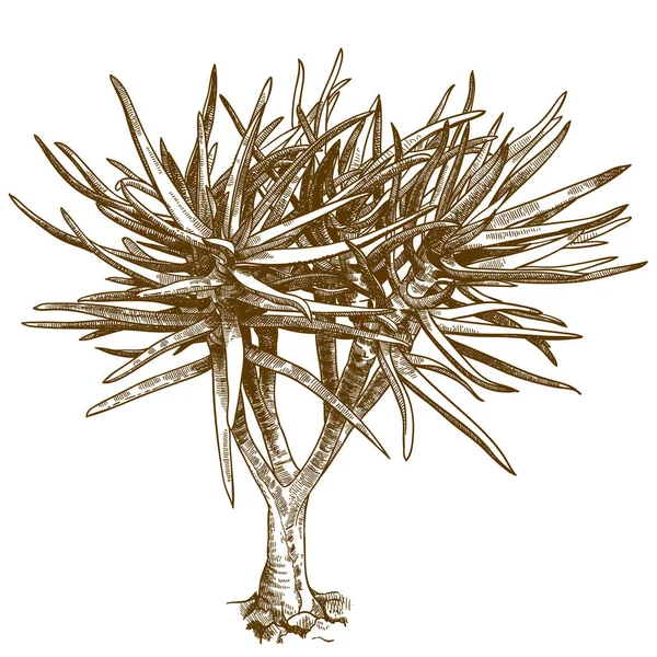 Aloe gravür illüstrasyon — Stok Vektör