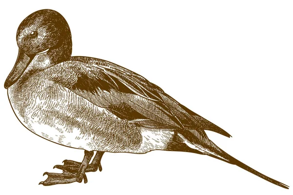 Gravura desenho ilustração de pintail do norte —  Vetores de Stock