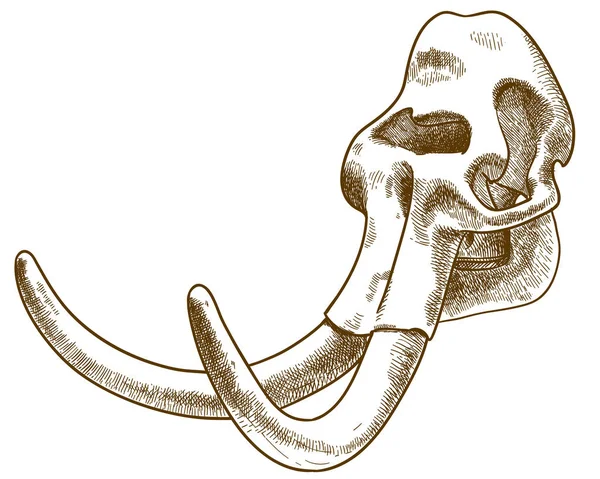 Gravyr illustration av Mammoth skull — Stock vektor