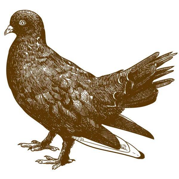 Engraving illustration of black pigeon bird — Stock Vector