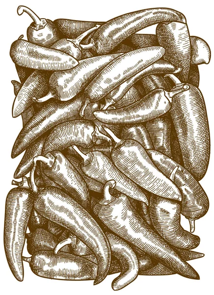 Gravure illustratie van Chil peper — Stockvector