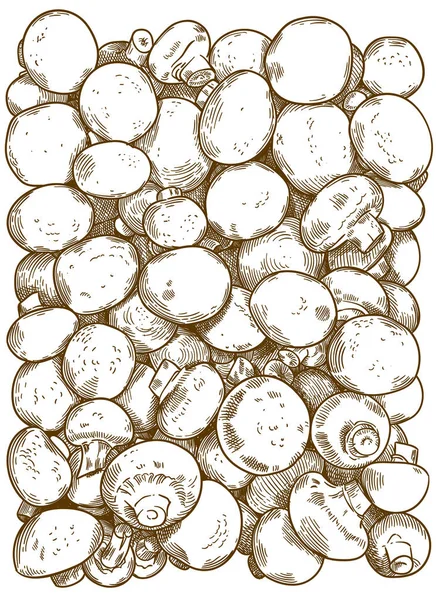 Gravyr illustration av champinjoner — Stock vektor